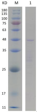 12% SDS-PAGE analysis profiles of purified PA5060-1-309 (CBB stained).